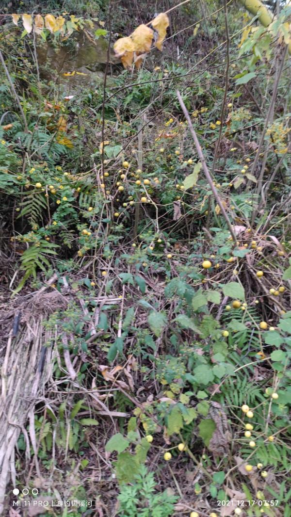 開杆即中目標大板鯽，誰料世事難如願