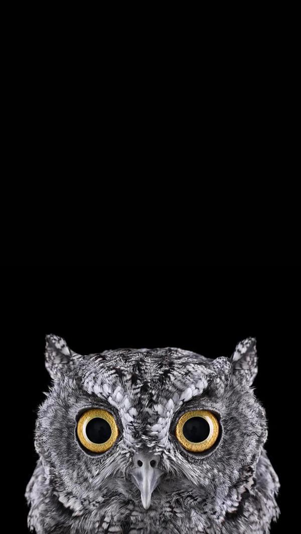 高畫質桌布(260):動物•鷹 高畫質桌布(260):動物•鷹