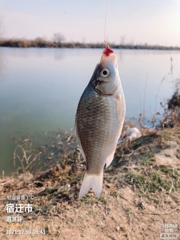 冰封天凍又何妨，漁者之樂有鯽相伴