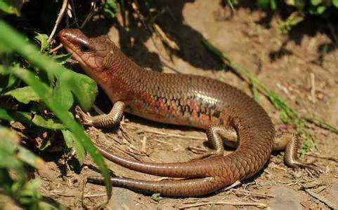 你知道什麼是四腳蛇嗎