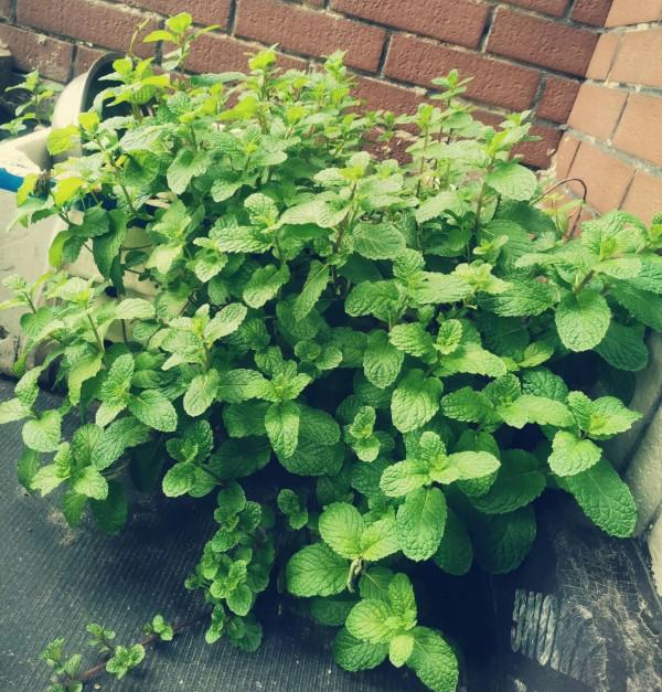 薄荷怎麼過冬?做好一點,來年枝繁葉茂,迅速瘋長到爆盆 薄荷怎麼過冬?做好一點,來年枝繁葉茂,迅速瘋長到爆盆