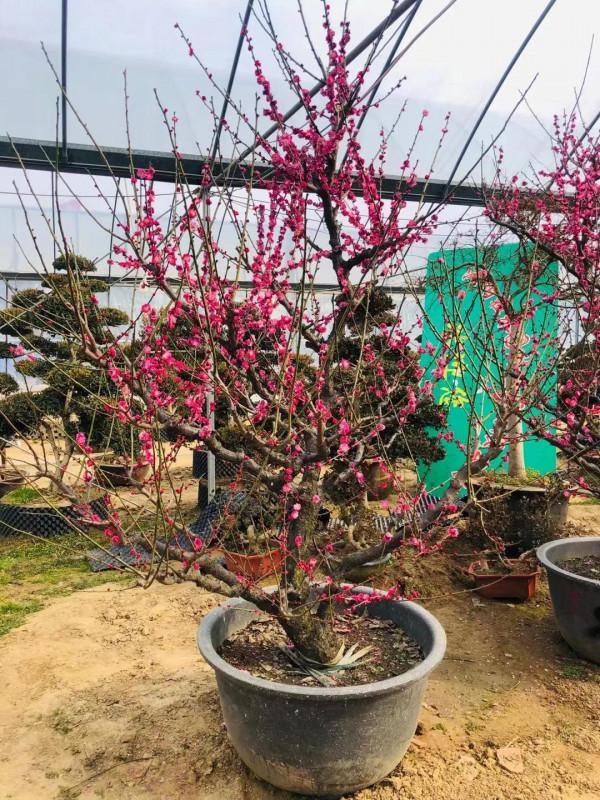 分享一組精品原生態骨裡紅