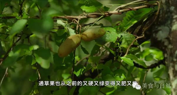 走進小森林之秋季篇