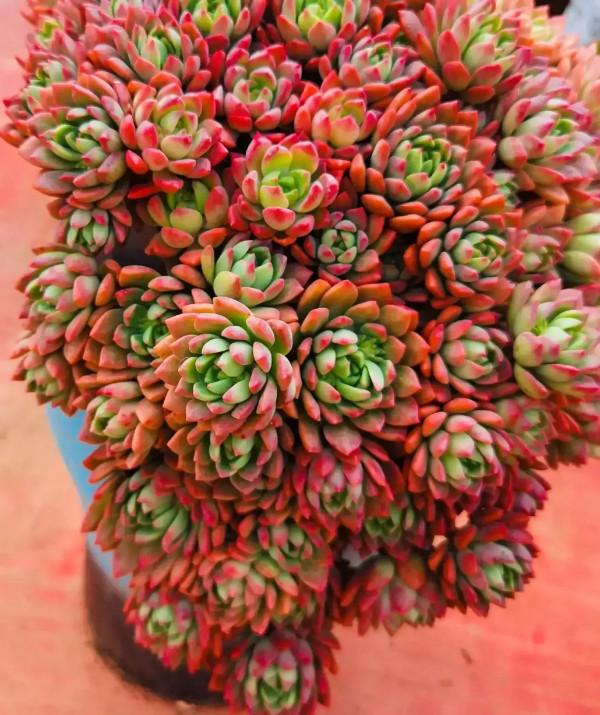 分享圖片，可愛的多肉們，收藏了