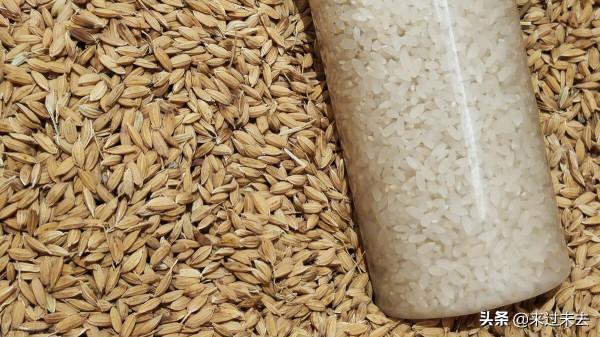 米粒尖上的白點是什麼東西？是黴菌還是人工漂白劑用多了？