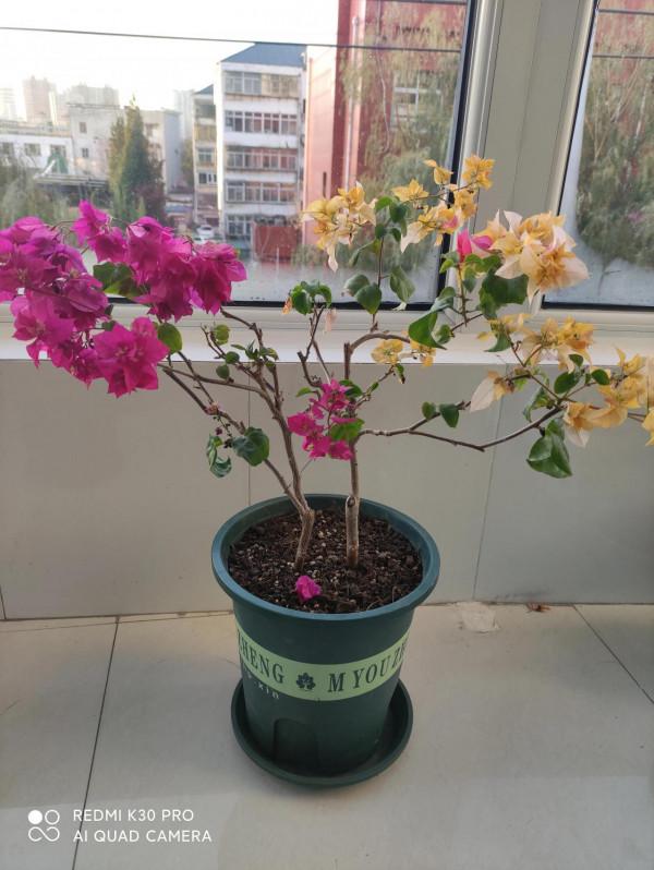 養三角梅必備肥料