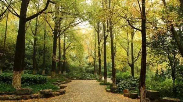 一入秋，南京就成了金陵