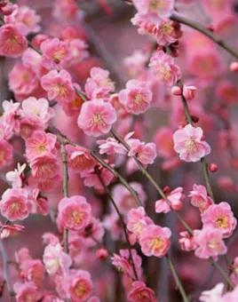 七絕 立冬（新韻）