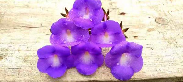 1種花特耐陰,開花像是小喇叭,花量巨大 1種花特耐陰,開花像是小喇叭,花量巨大