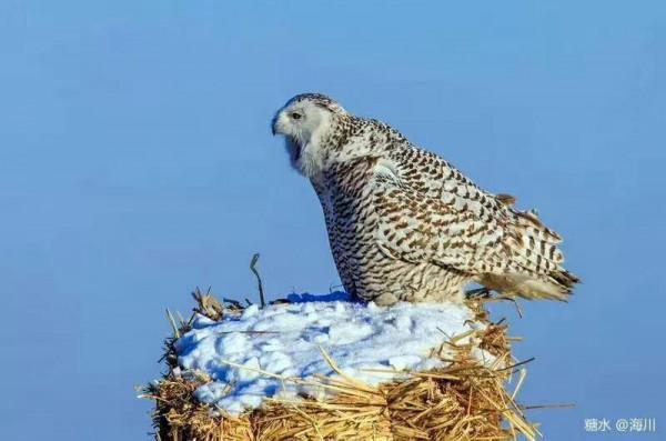 藍冰現代詩：北極雪鴞