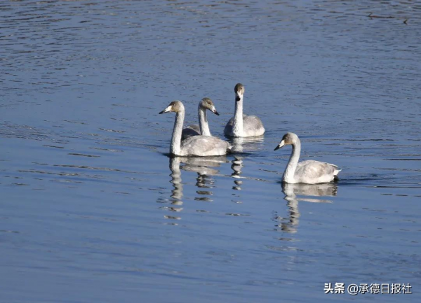 圍觀，4只天鵝飛臨武烈河畔