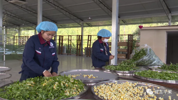 四塘鎮：大力發展“茶葉經濟” 助推鄉村振興