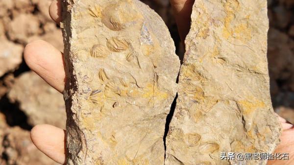 「化石探索」第10期:尋甸化石之旅(四) 「化石探索」第10期:尋甸化石之旅(四)