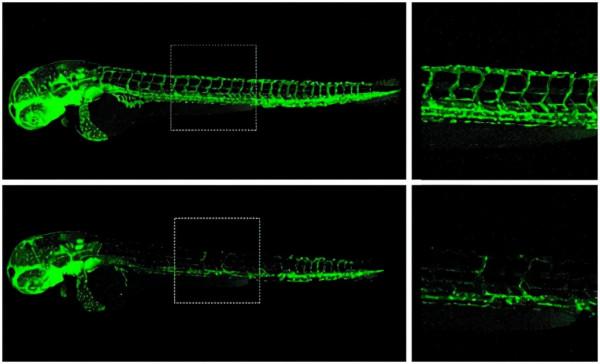 人類為什麼要讓動物回交,回交有什麼好處嗎? 人類為什麼要讓動物回交,回交有什麼好處嗎?