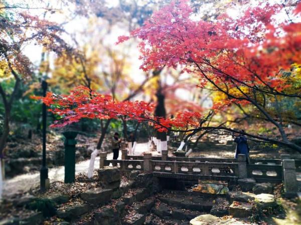 虞山公園看紅楓斑斕