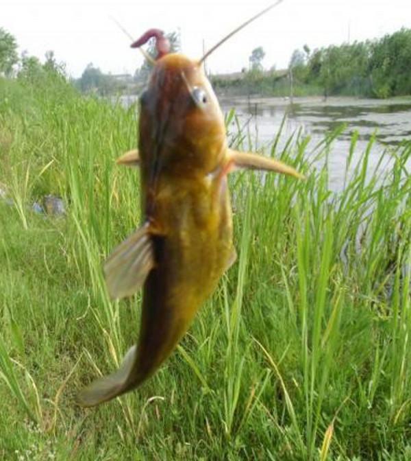 我知道三點釣黃辣丁的方法，像我這種空軍的人都能釣到