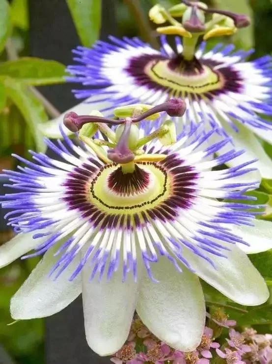 世界上100種奇花，你見過的有哪些