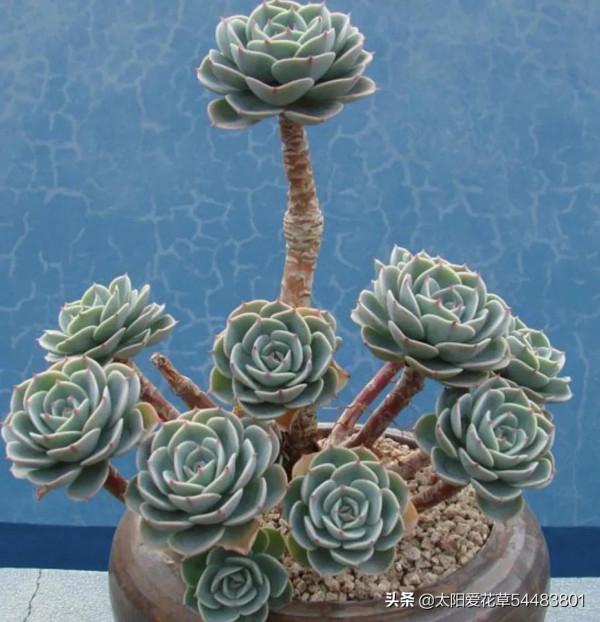 多肉玉蝶是“夏必死”太難養，狠心做好5件事，再也不徒長和爛根