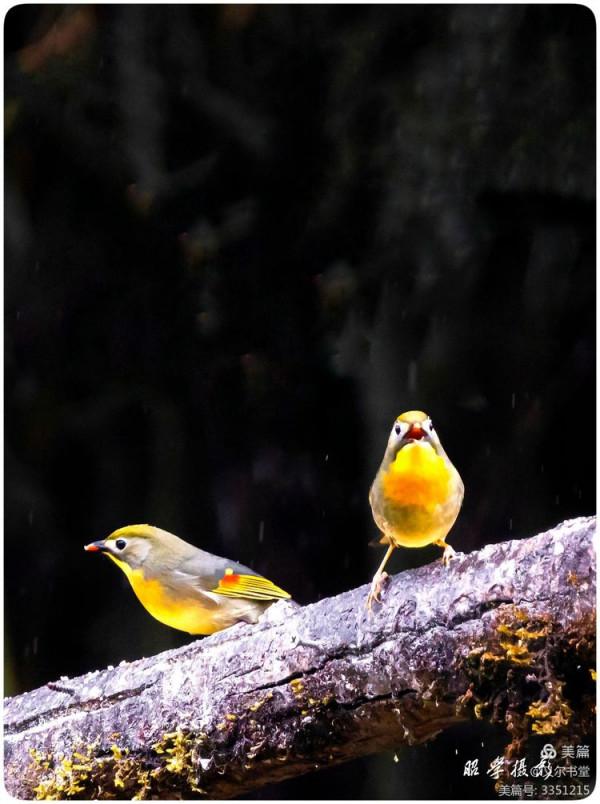 又爾書堂：紅嘴相思鳥一一忠貞愛情的楷模