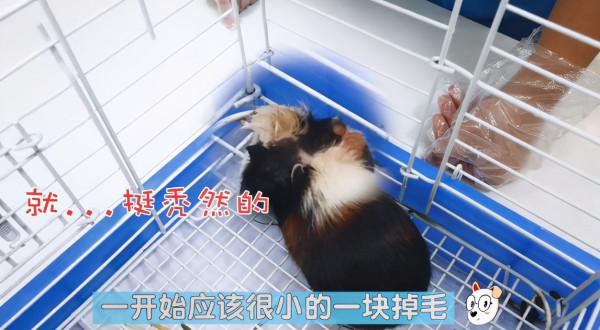 2位大叔拎著籠子來醫院,裡面裝著荷蘭豬:反差感也太大了吧? 2位大叔拎著籠子來醫院,裡面裝著荷蘭豬:反差感也太大了吧?