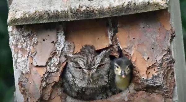 把老鷹蛋換成鴨蛋，小鴨子出殼後老鷹懵了，大家忍住別笑