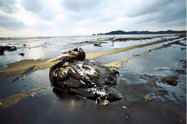 1公斤頭髮竟能吸8公斤油！湯加火山致石油洩漏，秘魯人排長龍捐發