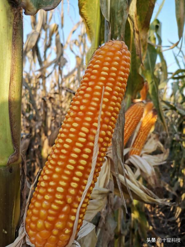 學會看玉米種子包裝袋（二）：非硬粒品種，千粒重350克以上為好