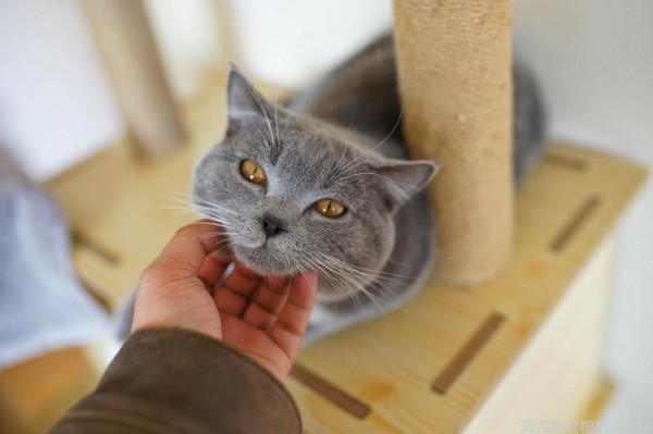 為什麼人們這麼喜歡擼貓？看完我要想養一隻貓