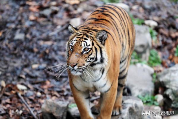 虎頭虎腦 虎虎生威 這波老虎表情包值得擁有