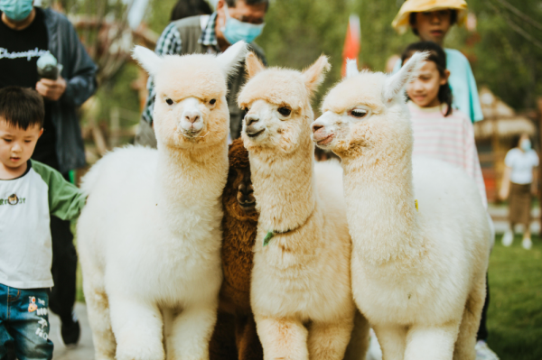 得鹿野仙蹤，何須去遠方--藏在太白山的親子樂園