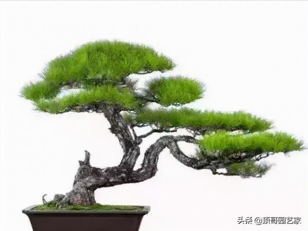 怎麼選購庭院造型樹？選購造型樹的基本常識