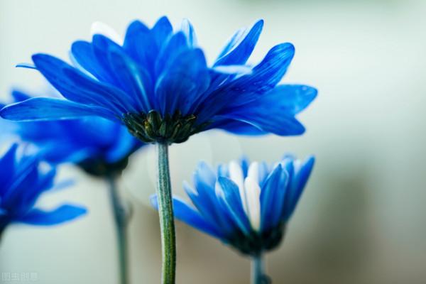 30種藍色的花卉裡面,你見過的有多少種? 30種藍色的花卉裡面,你見過的有多少種?
