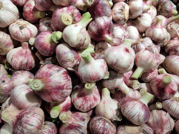 才知道,大蒜儲存有妙招,不腐爛不變黑,很實用 才知道,大蒜儲存有妙招,不腐爛不變黑,很實用