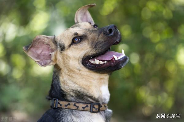 膽大包天!遛狗不牽繩竟還敢叫囂咬他!網友:不能慣著她 膽大包天!遛狗不牽繩竟還敢叫囂咬他!網友:不能慣著她
