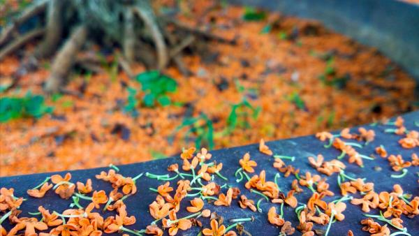 有朋自遠方來——初中語文常被忽視的一課