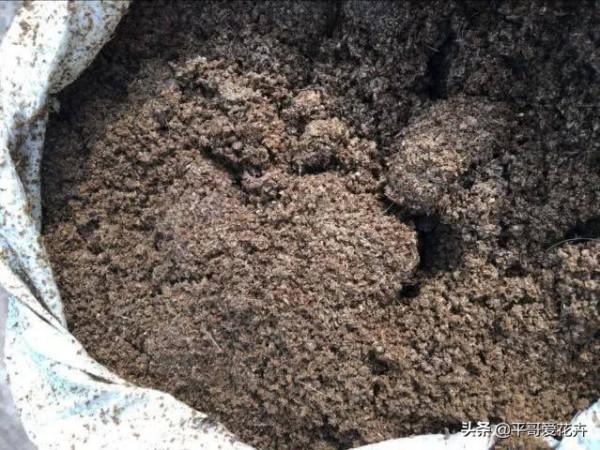 臘月養花,出門撿2種“垃圾”扔盆裡,澆水這樣做,養啥花都省心 臘月養花,出門撿2種“垃圾”扔盆裡,澆水這樣做,養啥花都省心