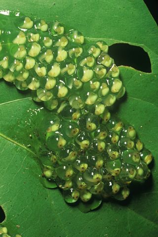 為什麼樹蛙產卵不在水中？