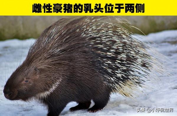 動物冷知識：與動物有關的7個有趣事實