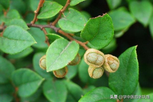 每天學習一味中藥——檵木