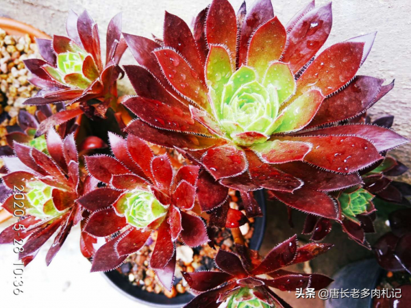 春天法師多肉該美了，養護不操心，顏色還好看的紅酒法師你養沒？