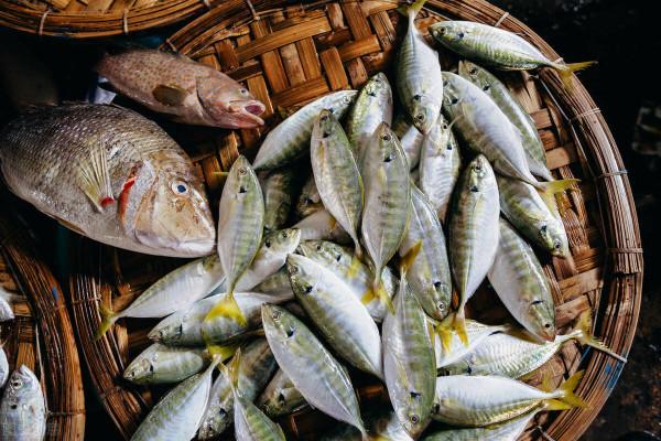一個釣魚的故事告訴你：股市的本質是實踐，&OpenCurlyDoubleQuote;一簍魚&rdquo;挽救不了你
