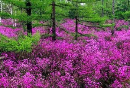分享——杜鵑花