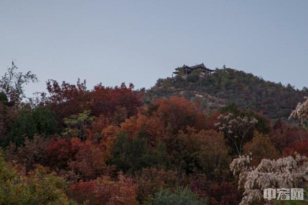 北京北宮國家森林公園秋色正濃