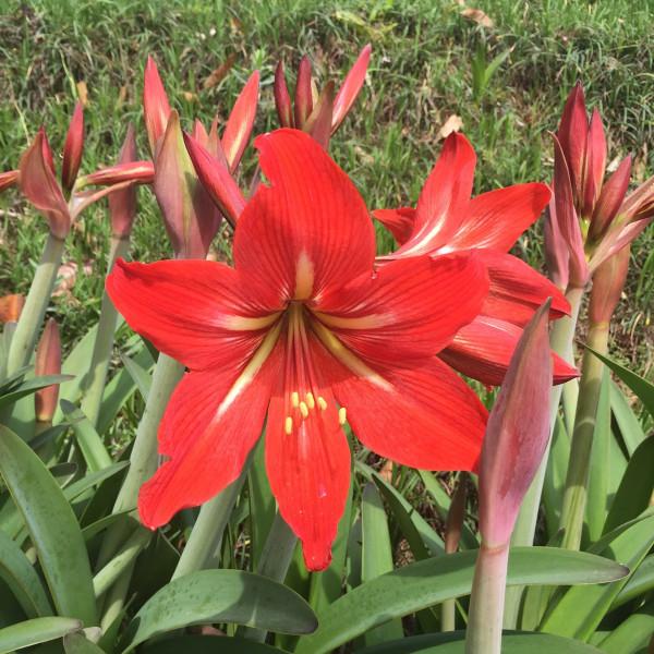 100種常見植物圖鑑,出門識花不再難,適合給小孩子做科普範文 100種常見植物圖鑑,出門識花不再難,適合給小孩子做科普範文