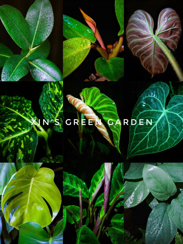 沒有花園怎麼種花？從東北到廣東，4位大神在室內種出植物園