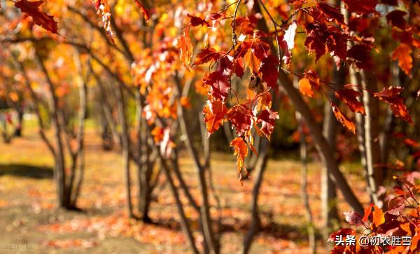 明麗落葉詩六首,葉落歸根,秋到任他林落葉,春來從你樹開花 明麗落葉詩六首,葉落歸根,秋到任他林落葉,春來從你樹開花