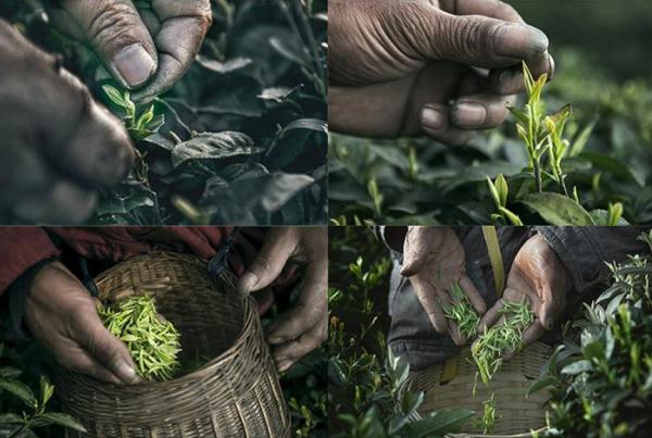 採茶有多辛苦?起早貪黑、渾身傷痛、收入不高,不是茶農無法體驗 採茶有多辛苦?起早貪黑、渾身傷痛、收入不高,不是茶農無法體驗