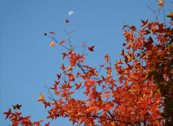 秋深夢斷魂縈繞，雪滿寒冬路漫長。立冬漫吟