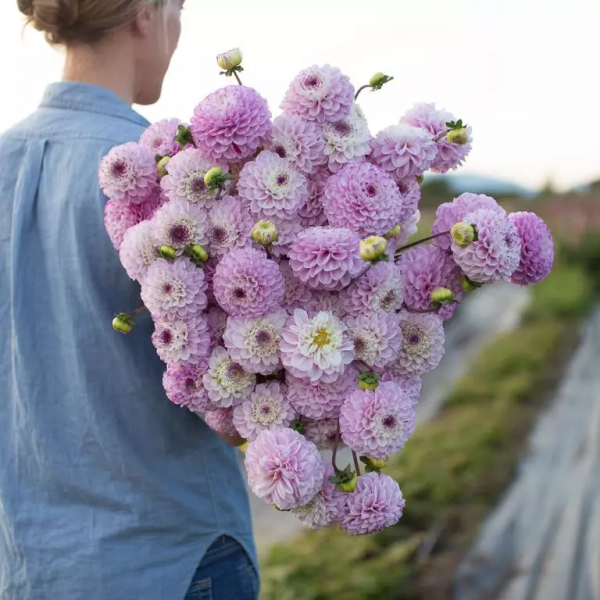 大麗花扦插方法，一盆變十盆，成活率100%