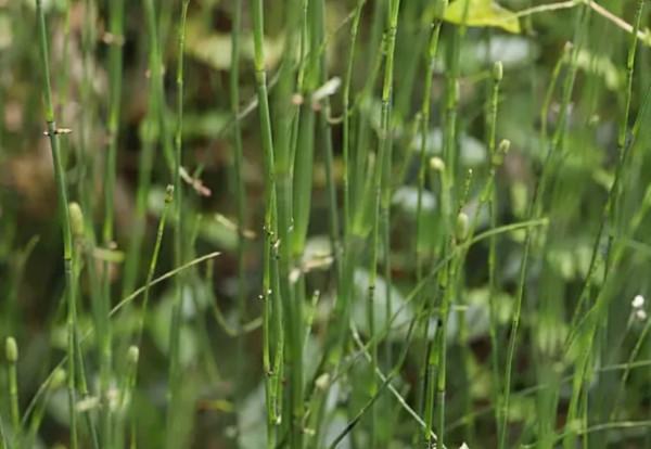 節節草是什麼?如果常用節節草泡腳,或可以解決很多問題 節節草是什麼?如果常用節節草泡腳,或可以解決很多問題